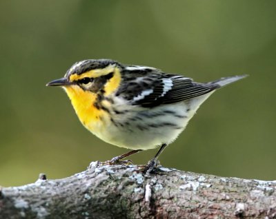 Blackburnian Warbler - female_9608.jpg