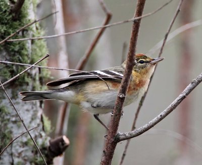 Bay-breasted Warbler - breeding female_8222.jpg