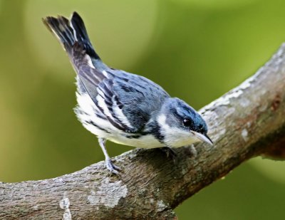 Cerulean Warbler - male_9207.jpg