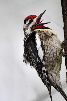 Yellow-bellied Sapsucker - male_5550.jpg