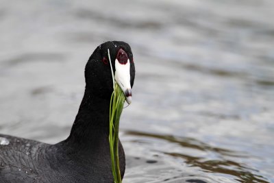 American Coot_5685.jpg