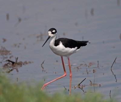 Black-necked Stilt_3339.jpg