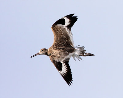 Willet - wing pattern_3368.jpg