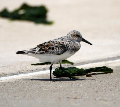 Sanderling - breeding female_8944.jpg