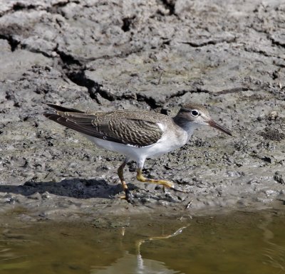 Spotted Sandpiper - non-breeding_5639.jpg