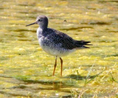 Lesser Yellowlegs_3100.jpg