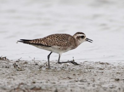 American Golden-Plover - non-breeding_5742.jpg