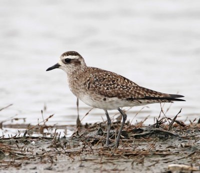 American Golden-Plover - non-breeding_5745.jpg