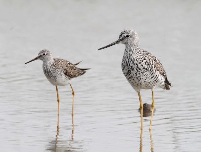 Greater & Lesser Yellowlegs_5780.jpg