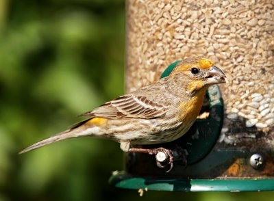 House Finch - male yellow variant_6055.jpg