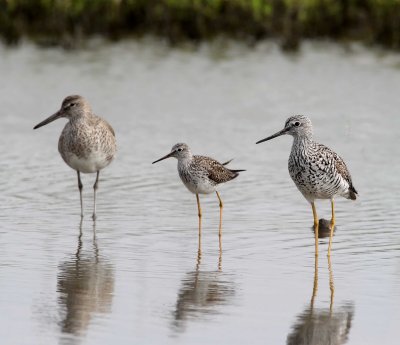 3 shorebirds_5780.jpg