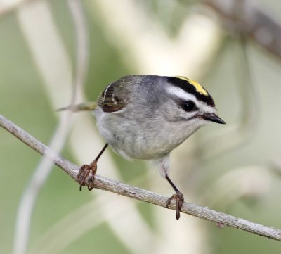 Golden-crowned Kinglet_5370.jpg