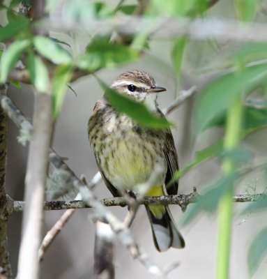 Palm Warbler_5481.jpg