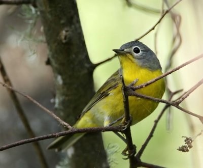 Nashville Warbler_6192.jpg