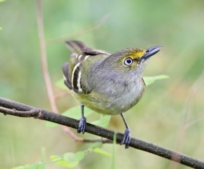 White-eyed Vireo_6072.jpg