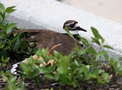 Killdeer_0409.jpg