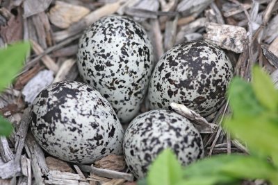 Killdeer nest with eggs_0416.jpg