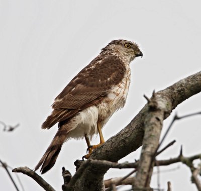 Sharp-shinned Hawk - juvenile_6390.jpg