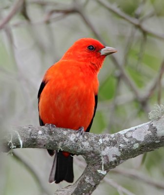 Scarlet Tanager - breeding male_6492.jpg