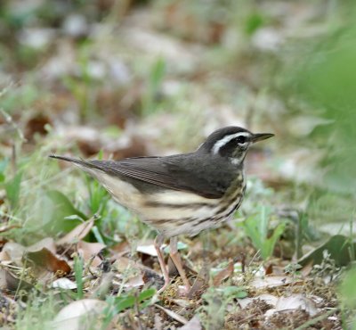 Louisiana Waterthrush_6652.jpg