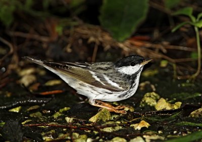 Blackpoll Warbler - male_8467.jpg