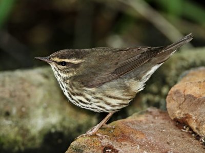 Northern Waterthrush_8515.jpg