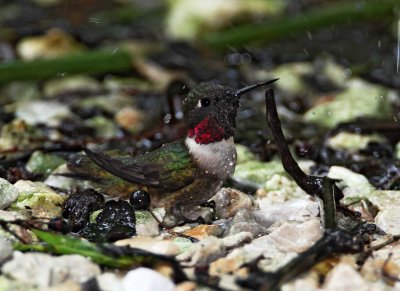 Ruby-throated Hummingbird - male_9395.jpg