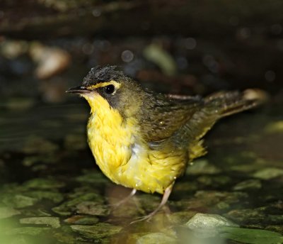 Kentucky Warbler - female_9095.jpg