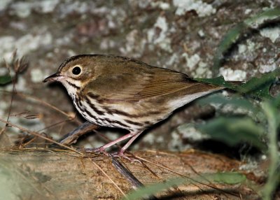 Ovenbird_9520.jpg