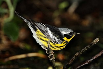 Magnolia Warbler - male_8677.jpg