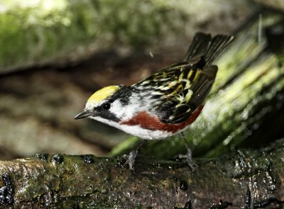 Chestnut-sided Warbler - male_9642.jpg