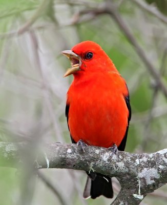 Scarlet Tanager - breeding male_6478.jpg