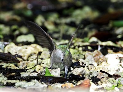 Ruby-throated Hummingbird - female_8265.jpg