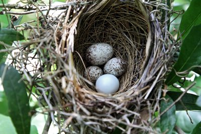 Northern Cardinal nest and eggs_9933.jpg