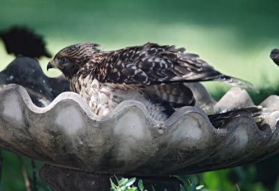 Red-shouldered Hawk - juvenile_9964.jpg