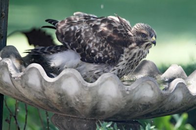 Red-shouldered Hawk - juvenile_0009.jpg