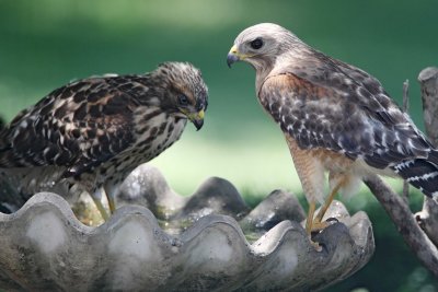 Red-shouldered Hawk - juvenile and adult_0077.jpg