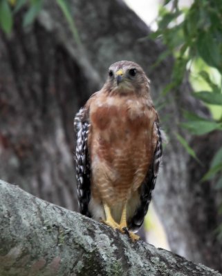 Red-shouldered Hawk - adult_1292.jpg