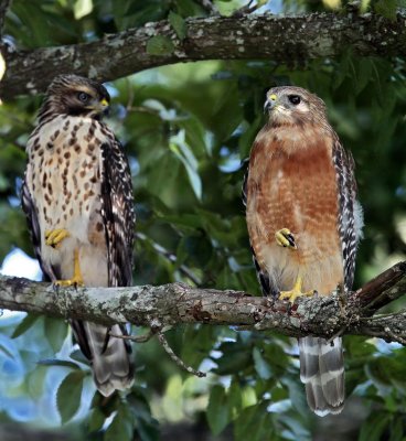 Red-shouldered Hawks -  'Learning to Dance'_1315.jpg