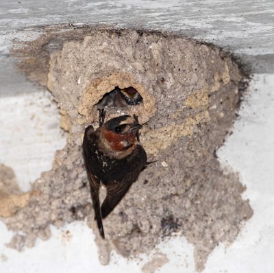 Cliff Swallow nest_1035 copy.jpg