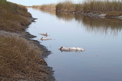 Anahuac NWR - 2011 drought_1011.jpg