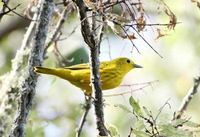 Yellow Warbler - male_1635.jpg