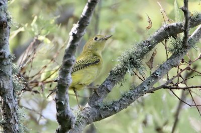 Yellow Warbler - female_1642.jpg