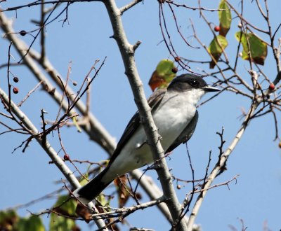 Eastern Kingbird_1741.jpg