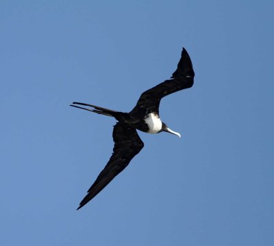 Magnificent Frigatebird at LaFitte's Cove_1768.jpg