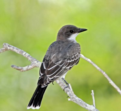 Eastern Kingbird_1805.jpg