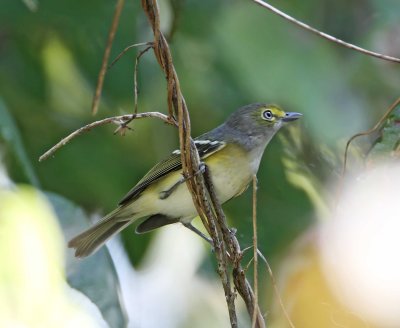 White-eyed Vireo_1917.jpg