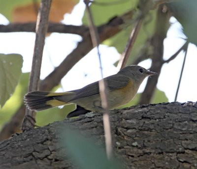 American Redstart_1923.jpg