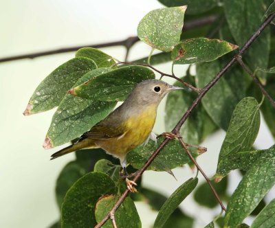 Nashville Warbler_2013.jpg