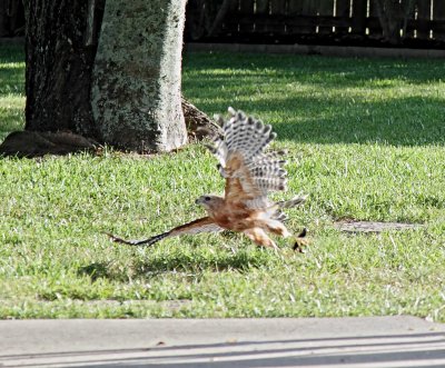 Red-shouldered Hawk_1563.jpg